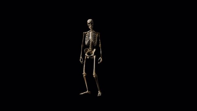 Skeleton Standing Background and Loop