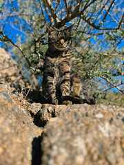Adorable and funny tabby cat sitting on rock enjoying sunlight under an olive tree.