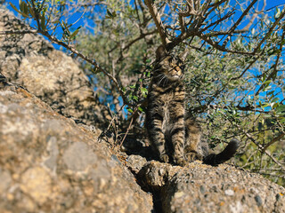 Adorable and funny tabby cat sitting on rock enjoying sunlight under an olive tree.