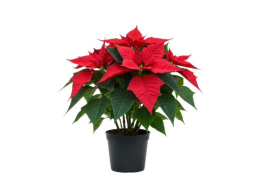 perfectly formed poinsettia plant with deep scarlet bracts and glossy green leaves in a matte black pot, isolated on white with negative copy space, elegant christmas holiday concept