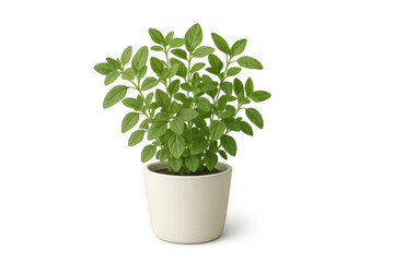 Fresh green herb plant in white pot isolated on a transparent background