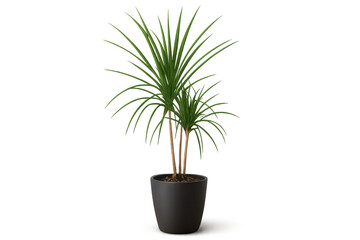 Obraz premium Vibrant green Dracaena houseplant in a pot, isolated on transparent background