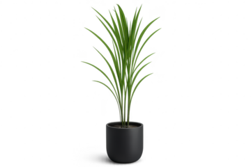 Green potted houseplant with long leaves isolated on transparent background, modern.