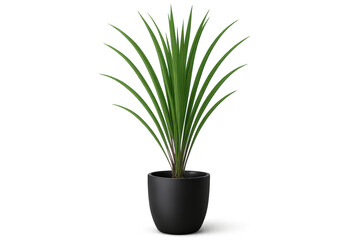 Green potted plant in black pot with no background, ideal for home decor.