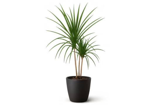 Vibrant green Dracaena houseplant in a pot, isolated on transparent background