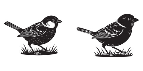 Birds on a white background, Engraved sparrow bird small garden songbird vector set