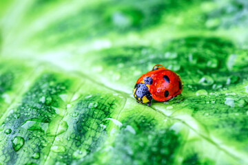 Ladybug on Green Leaf Closeup.Asian lady beetle (Harmonia axyridis).Closeup of ladybug with dew and soft background- Vibrant Nature Macro Photography.