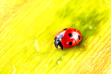 Ladybug on Green Leaf Closeup.Asian lady beetle (Harmonia axyridis).Closeup of ladybug with dew and soft background- Vibrant Nature Macro Photography.