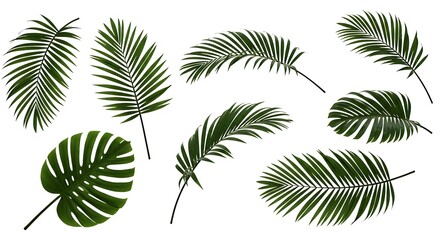 Tropical Palm and Monstera Leaves Collection Isolated on White Background.