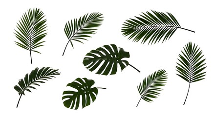 Tropical Palm and Monstera Leaves Collection on White Background.