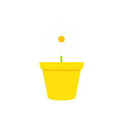 Single flower in a yellow pot on a white background on transparent background