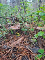 mushrooms in the forest