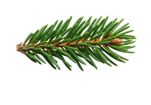 Hyper-realistic macro flat lay of a detailed emerald green spruce branch tip and rough bark, isolated on a transparent background, copy space. concept of perfection nature and microcosm