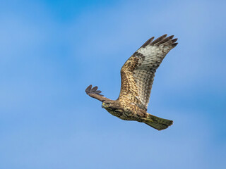 A common buzzard, Buteo buteo, a bird of prey flying at eye level in front of blue sky, Corfu, Greece