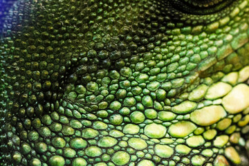 Close-up of the chameleon's skin. An exotic animal. The chameleon's bright green color. Textured background.