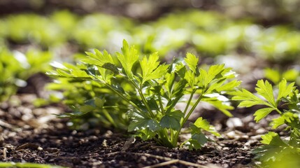 Fresh lovage plant with celery-like leaves and yellow flowers in a garden bed. gardening catalogs, home-decor guides, designed for home decor and floral branding, used by media buyers.