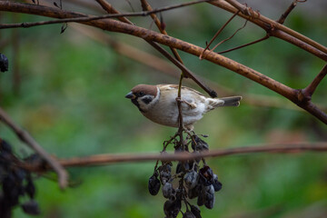 A sparrow sits on a grape vine. Close-up.