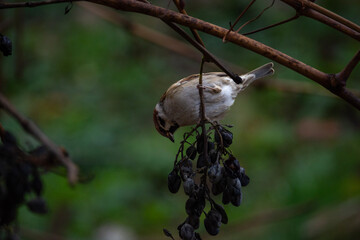 A sparrow sits on a grape vine. Close-up.