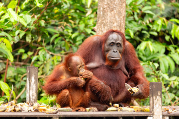 Borneon orangutan Pongo pygmaeus mother and child eating bananas at the feeding point. Tanjung Puting National park, Indonesia