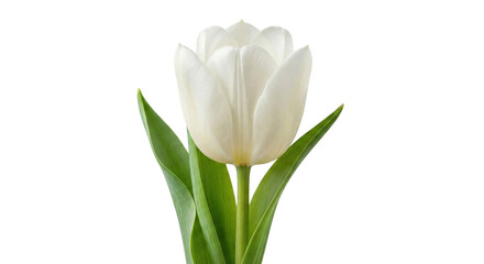 Fresh white tulip flower with green leaves