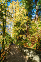 Tumwater Autumn Trail 2