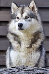 A close-up of a large, fluffy gray-and-white Alaskan Malamute dog with warm brown eyes. The purebred sled dog is sitting outdoors in front of a wooden fence, looking attentively towards 
