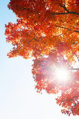 秋の紅葉