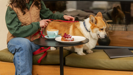 Corgi dog enjoys a cafe outing with coffee and pastry on a sunny day