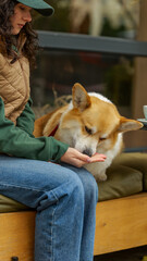 Obraz premium Woman gives a treat to her adorable Pembroke Welsh Corgi dog outdoors