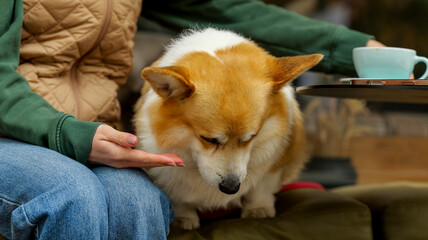 Adorable corgi dog sits patiently, awaiting a treat from its owner's hand