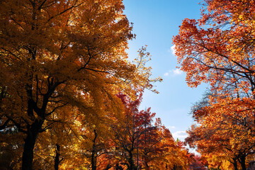 秋の紅葉 吹田市の三色彩道