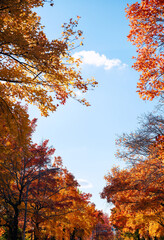 秋の紅葉 吹田市の三色彩道