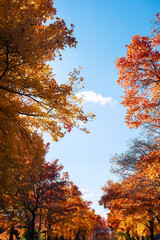 秋の紅葉 吹田市の三色彩道