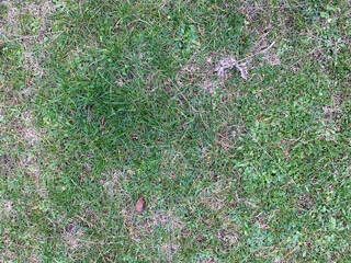 Lush green grass field with clover for nature and landscape background design