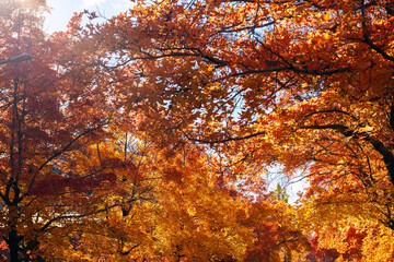 秋の紅葉 吹田市の三色彩道