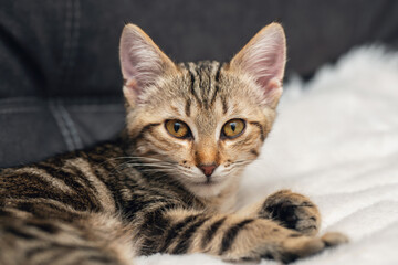 Adorable tabby kitten relaxing on soft blanket against a dark sofa background, showcasing its playful nature and expressive eyes