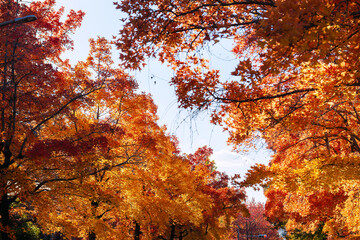 秋の紅葉 吹田市の三色彩道