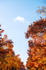 秋の紅葉 吹田市の三色彩道