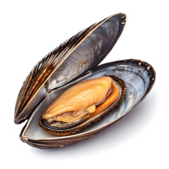 Raw mussel in a single unopened shell isolated on white background showcasing fresh seafood ingredient for cooking, recipes,