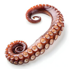 Raw octopus tentacle single piece isolated on white background showcasing fresh seafood ingredient ideal for cooking, recipes, gourmet dishes,