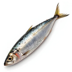 Raw sardine single fish isolated on white background showcasing fresh seafood ingredient ideal for cooking, recipes, healthy meals,