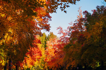 秋の紅葉 吹田市の三色彩道