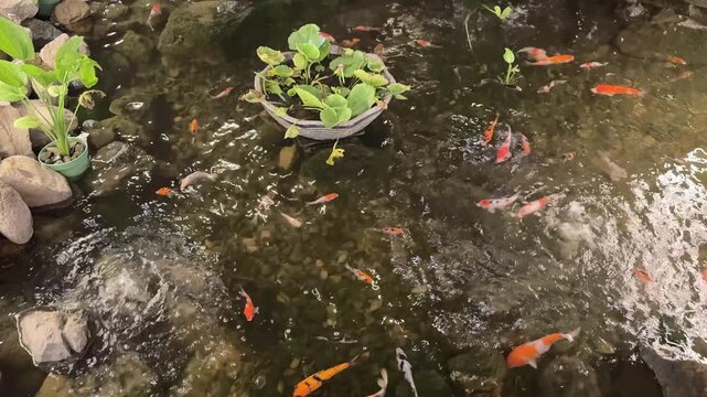 4k video. Koi pond with red koi and golden koi fish swimming underneath water pond with stone base. Koi fish swimming creating ripples and splashing water surfaces.