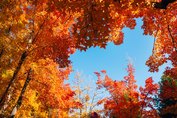 秋の紅葉 吹田市の三色彩道