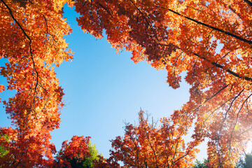 秋の紅葉 吹田市の三色彩道