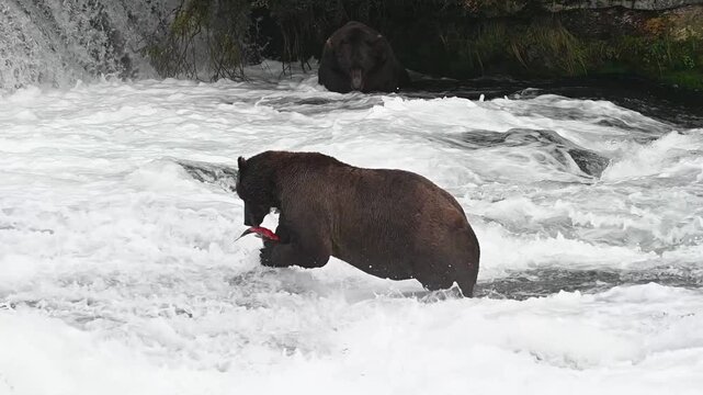 Two adult coastal brown bears fishing in a river.  One is eating a salmon while the other bear waits for just the right one in the background