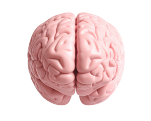 A soft pink human brain displayed from a straight-on front view, smooth anatomical fo