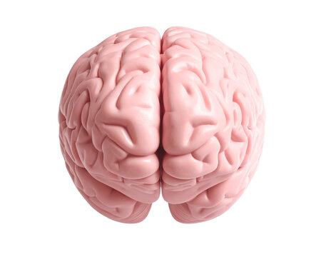 A soft pink human brain displayed from a straight-on front view, smooth anatomical fo