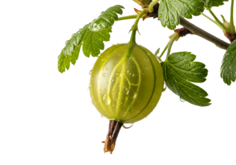 Fresh green gooseberry with dew drops on branch and leaves  