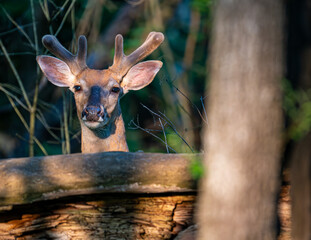white tailed deer